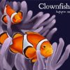 ClownFish diamond Painting