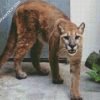 Wild Cougar Animal diamond painting