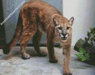 Wild Cougar Animal diamond painting