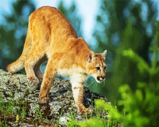 Cougar In Jungle diamond painting