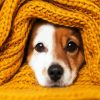 Cute Dog With Yellow Blanket diamond painting