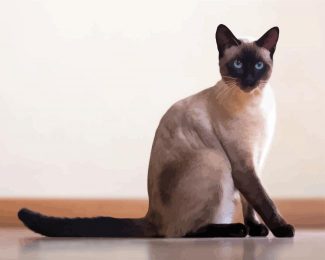 Cute Siamese Cat diamond painting