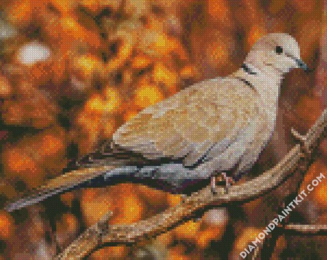 Eurasian collared dove Bird diamond paintings