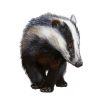 European badger animal diamond painting