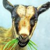 Goat With Grass diamond painting