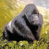 Gorilla In Jungle diamond painting