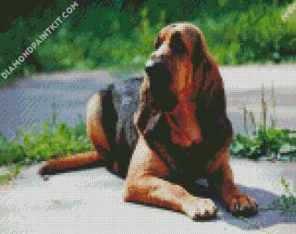 Bloodhound Dog Animal diamond painting