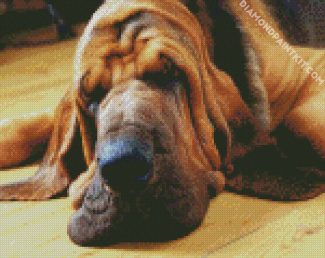 Bloodhound Sleeping diamond painting