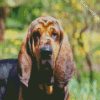 Bloodhound Dog diamond painting
