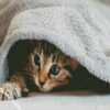 Kitten In A Blanket diamond painting