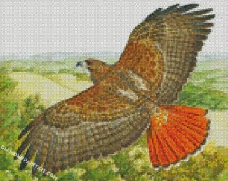 Hawk Bird Flying diamond paintings
