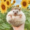 Hedgehog And Flowers diamond painting