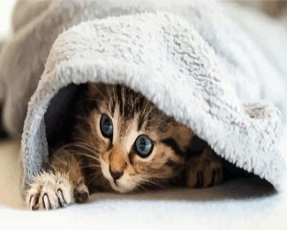 Kitten In A Blanket diamond painting