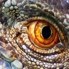 Lizard Eye diamond painting