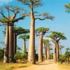 Madagascar Boababs Trees diamond painting