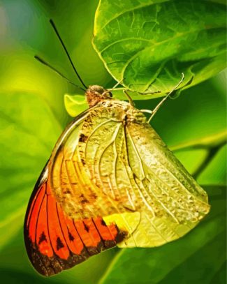 Pieridae Butterfly diamond painting