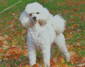 Poodle Dog Puppy diamond paintings