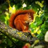 Red Squirrel On Tree diamond painting