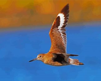 Sandpiper Bird Flying diamond painting