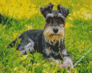 Schnauzer Dog Animal diamond paintings