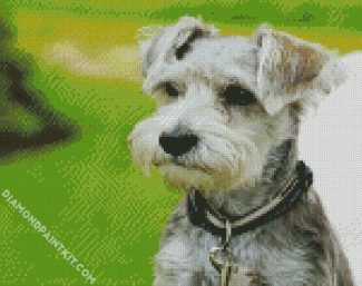 Schnauzer Dog diamond paintings