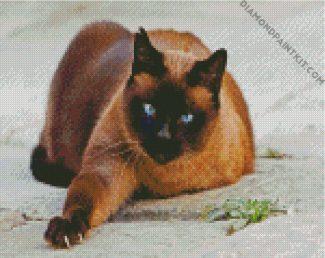Siamese Cat Pet diamond painting