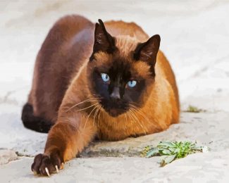 Siamese Cat Pet diamond painting