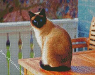 Siamese Kitten diamond painting