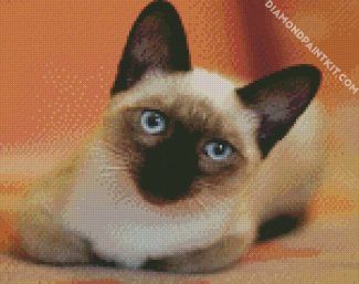 Siamese Kitty diamond painting