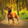 Staffordshire Bull Terrier Dog diamond painting