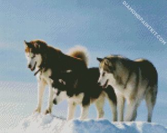 The Alaskan malamute Dogs diamond paintings