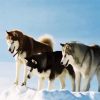 The Alaskan malamute Dogs diamond painting