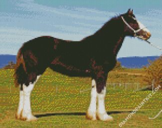 The Shire Horse Animal diamond painting