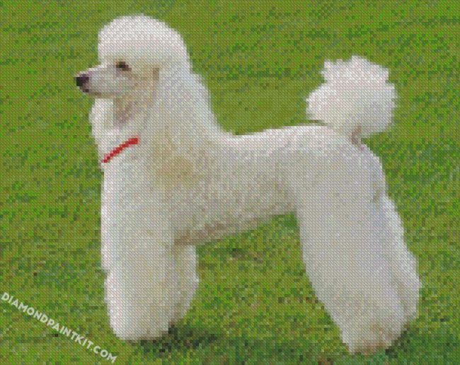 White Poodle Dog diamond paintings