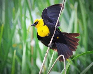Yellow Headed Blackbird On A Branch diamond painting