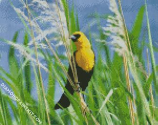 Yellow Headed Blackbird diamond painting
