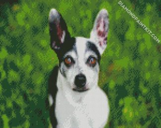 Aesthetic Chiweenie Dog diamond painting