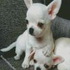 Aesthetic White Chihuahua Puppies diamond painting