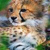 Baby Cheetah Cub diamond painting