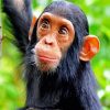 Baby Chimpanzee diamond painting