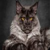 Black And Grey Maine Coon diamond painting