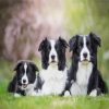 black and white collies dogs diamond painting
