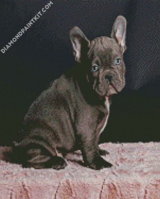 Black Frenchie Bulldog diamond painting