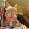 Brown Frenchie Bulldog diamond painting