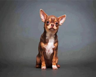 Chihuahua Puppy diamond painting