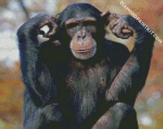 Chimpanzee Animal diamond painting