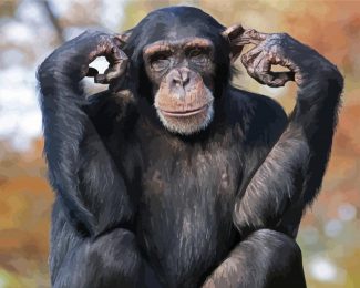 Chimpanzee Animal diamond painting