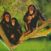 Chimpanzee Family diamond painting