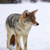 coyote in a snowy day diamond painting