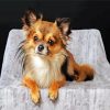 Cute Chiweenie Dog diamond painting